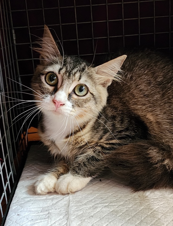 Tabby and white cat