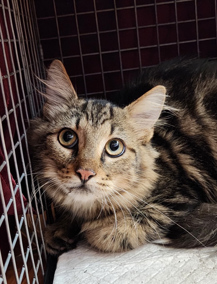 Brown tabby cat